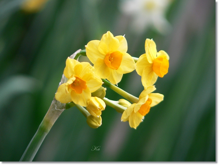 flowers 25-07-13 046.jpg