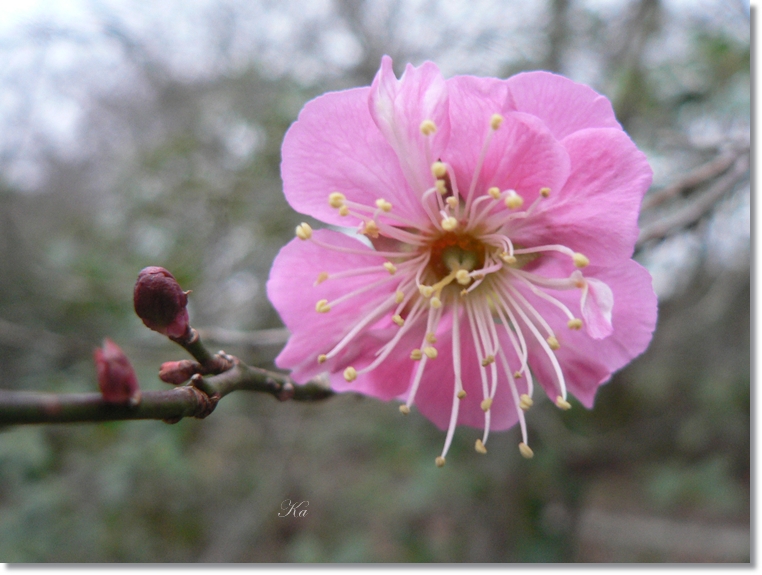 flowers 25-07-13 162.jpg