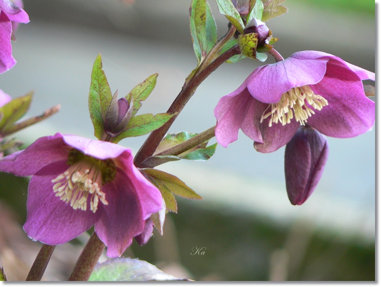 flowers 25-07-13 345.jpg