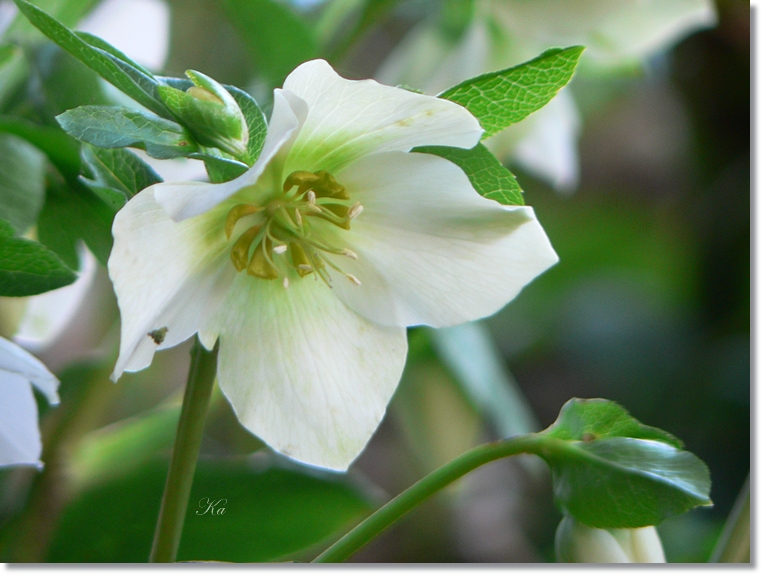 flowers 25-07-13 340.jpg