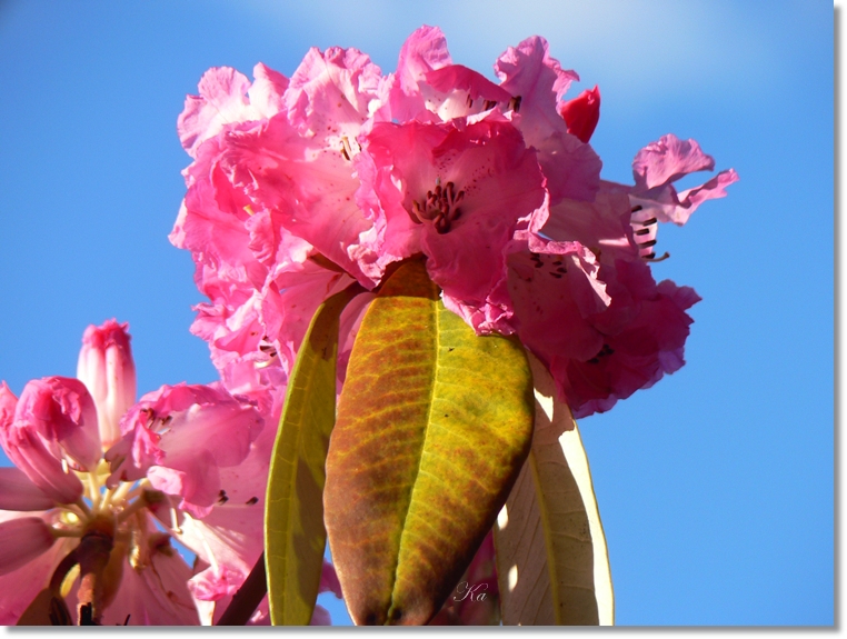 flowers 25-07-13 238.jpg