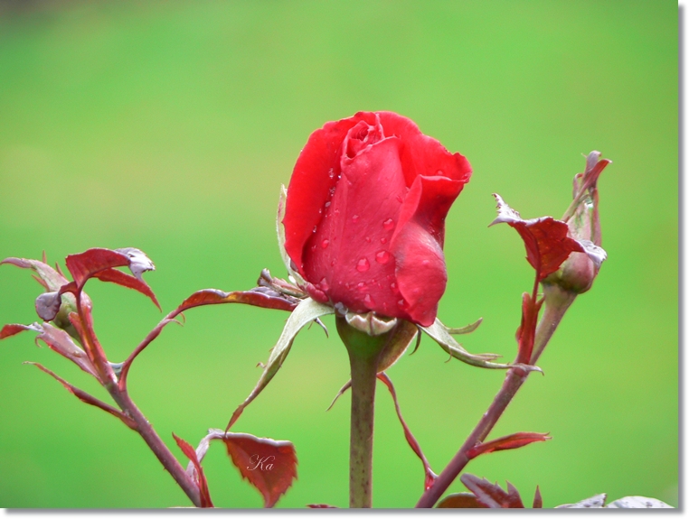 flowers 13-06-13 168.jpg