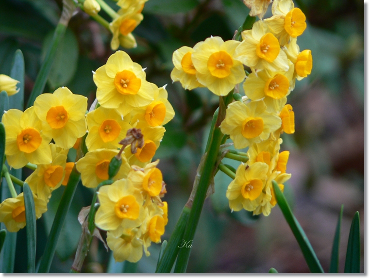 flowers 25-07-13 050.jpg