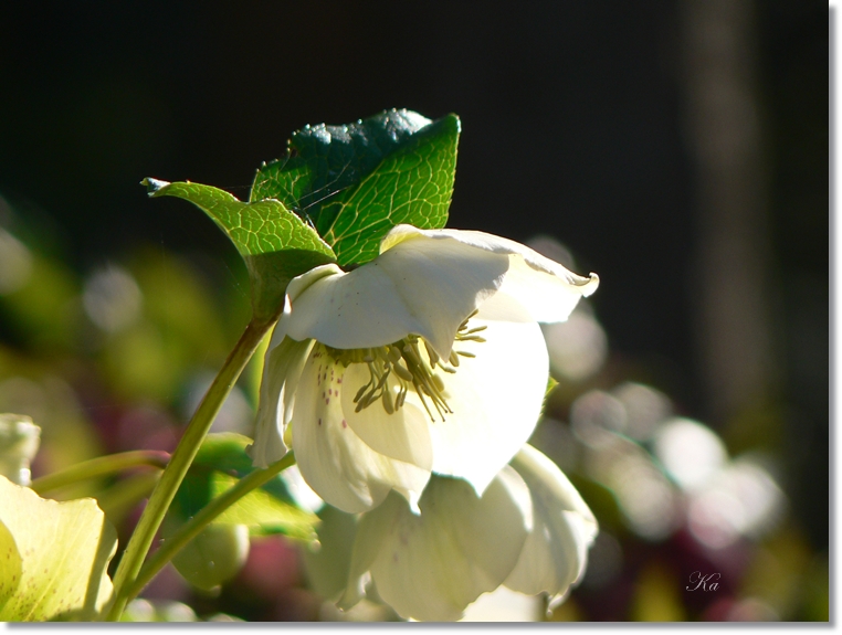 flowers 25-07-13 098.jpg