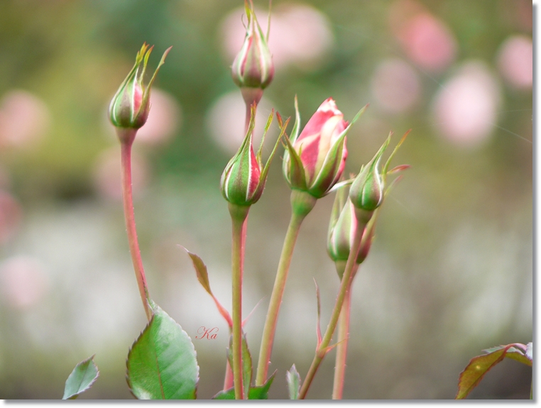 flowers 30-05-13 167.jpg