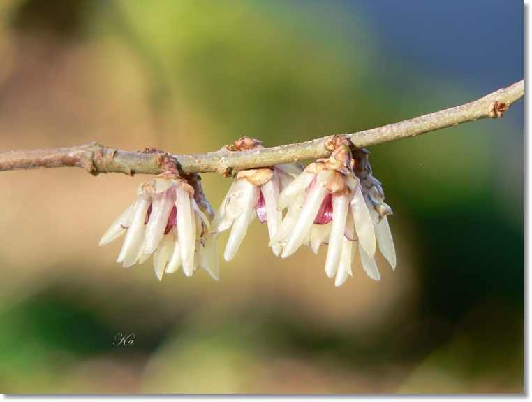 flowers 11-07-13 114.jpg