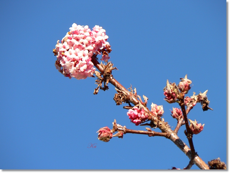 flowers 11-07-13 137.jpg