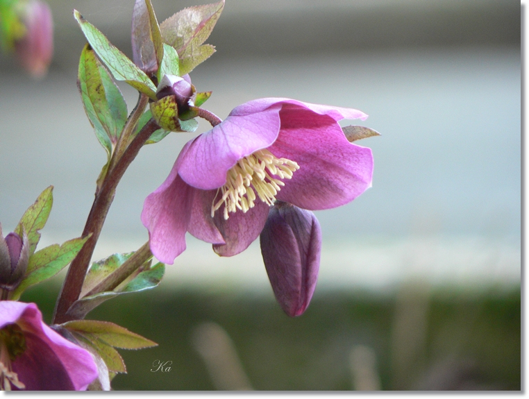 flowers 25-07-13 347.jpg