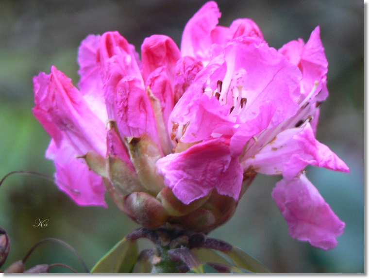 flowers 25-07-13 128.jpg