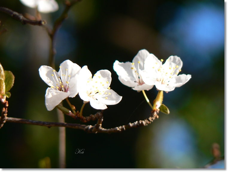 flowers 25-07-13 194.jpg