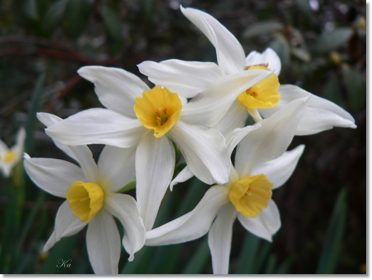 flowers 25-07-13 066.jpg