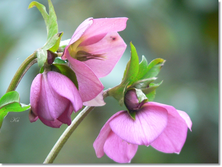 flowers 25-07-13 038.jpg