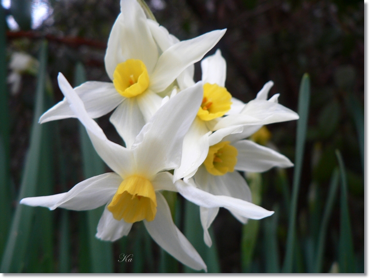 flowers 25-07-13 065.jpg