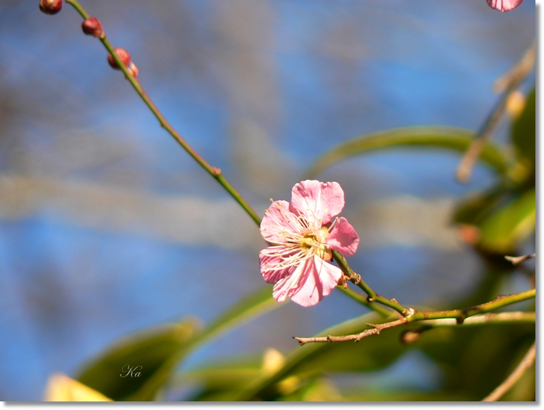 flowers 25-07-13 266.jpg