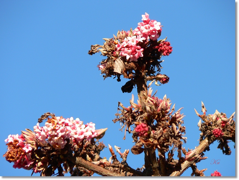 flowers 11-07-13 144.jpg