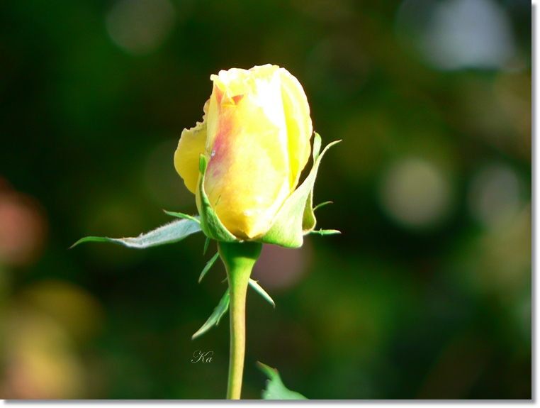 flowers 27-06-13 015.jpg