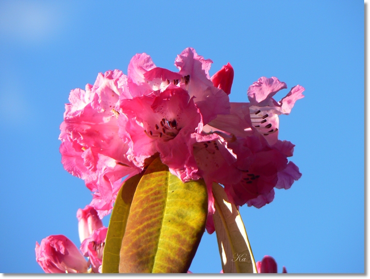 flowers 25-07-13 237.jpg