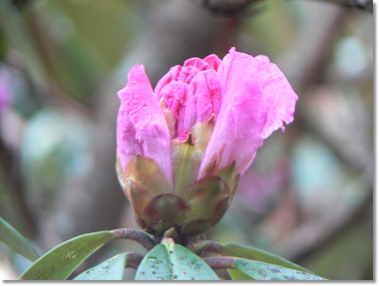 flowers 25-07-13 116.jpg