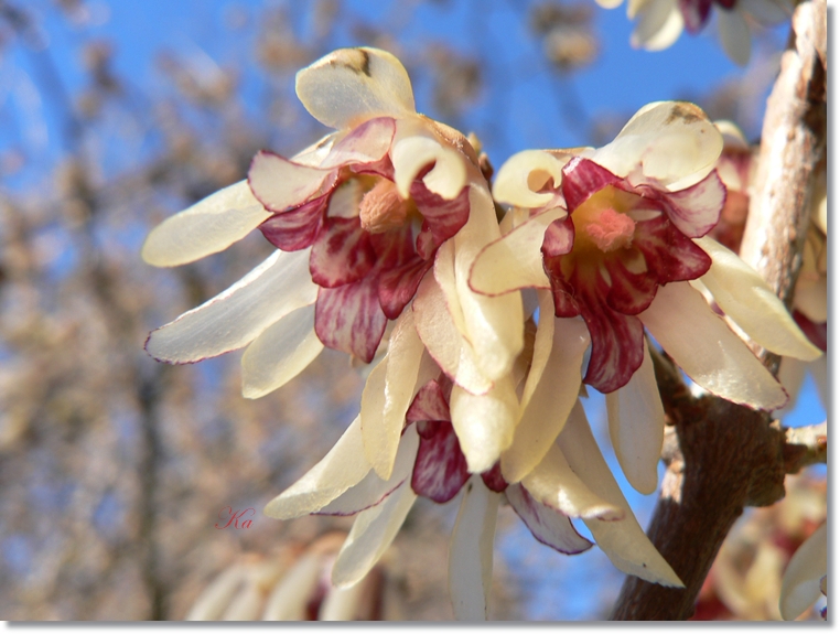 flowers 11-07-13 119.jpg