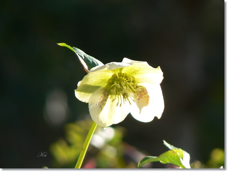 flowers 25-07-13 097.jpg