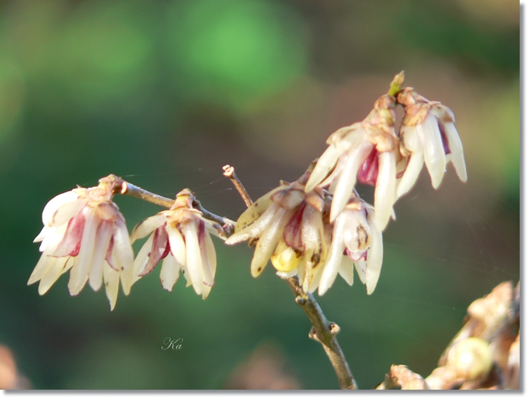 flowers 11-07-13 112.jpg