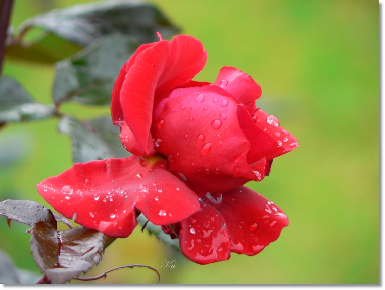 flowers 13-06-13 177.jpg