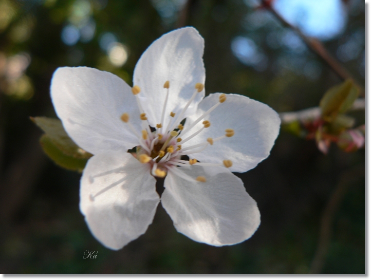 flowers 25-07-13 206.jpg