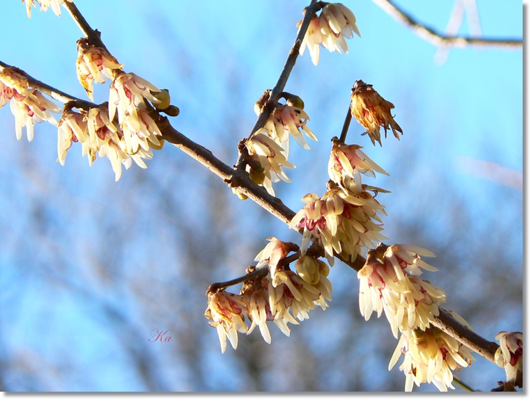 flowers 11-07-13 098.jpg