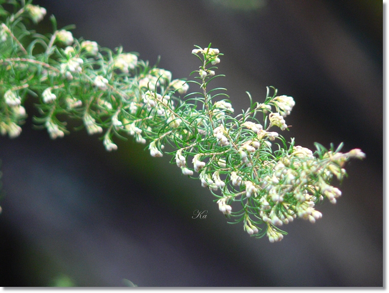 flowers 27-06-13 053.jpg