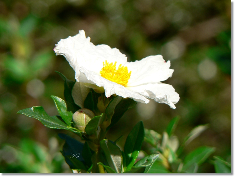 flowers 23-05-13 098.jpg