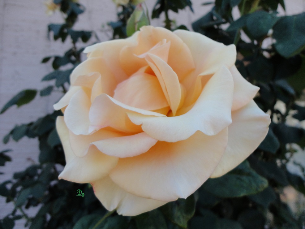 DSC06140-dz.jpg