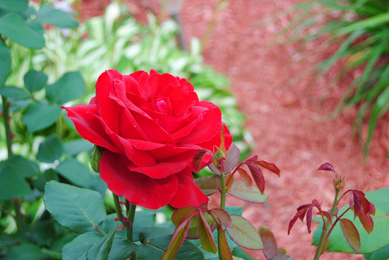DSC_0243.JPG
