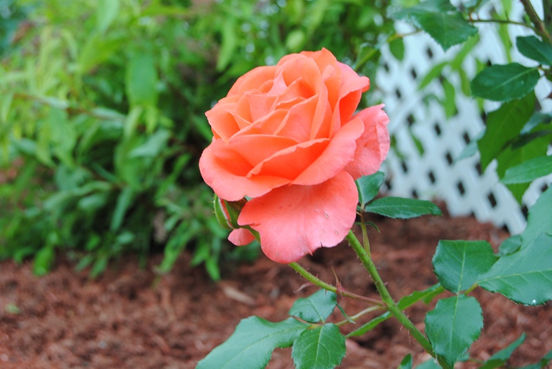 DSC_0252.JPG