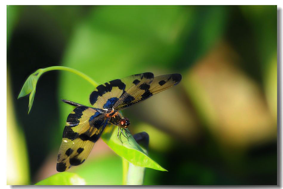 ����2 734.jpg