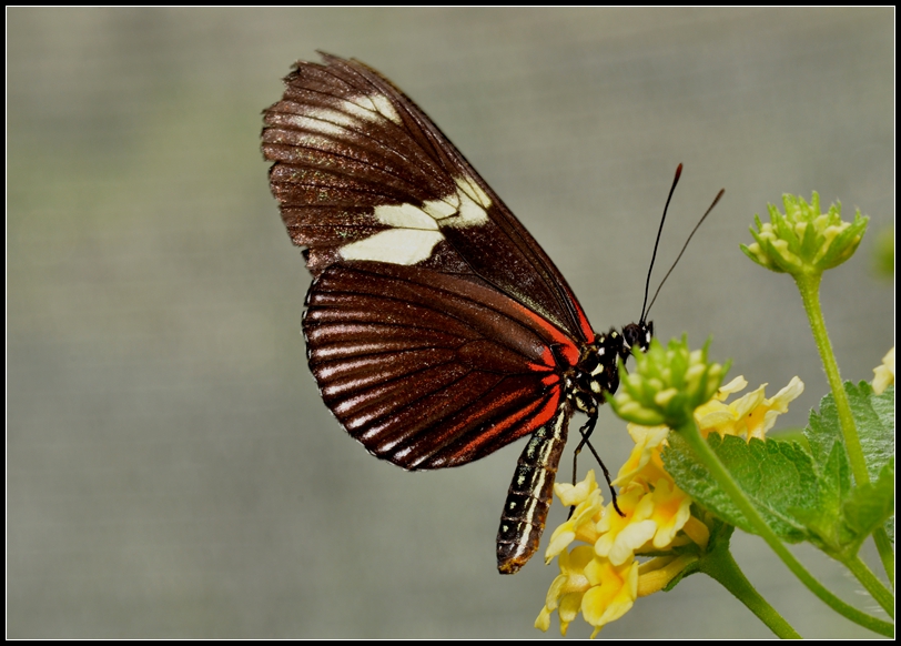 2013-2-2 Flowers 788_.jpg