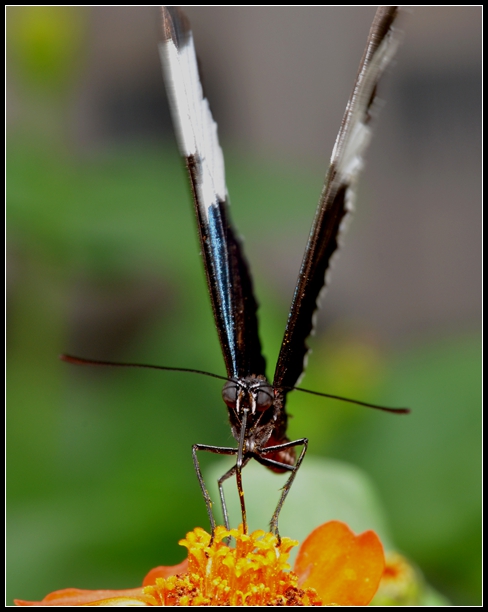 2013-2-2 Flowers 775_.jpg