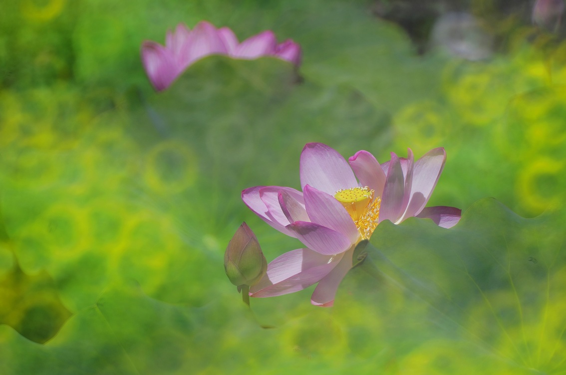IMGP14251.f.jpg