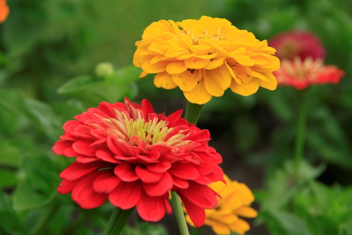 _MG_8186 (Small).JPG