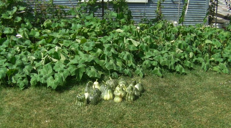 japanese pumpkins.JPG