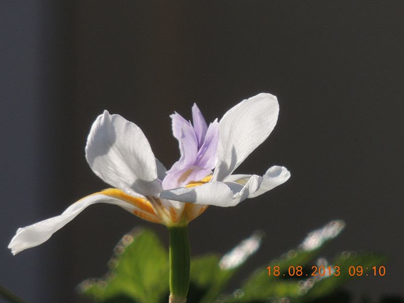 flower 522_.jpg