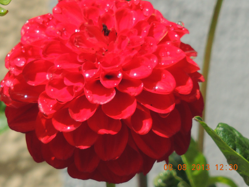 flower 374_.jpg