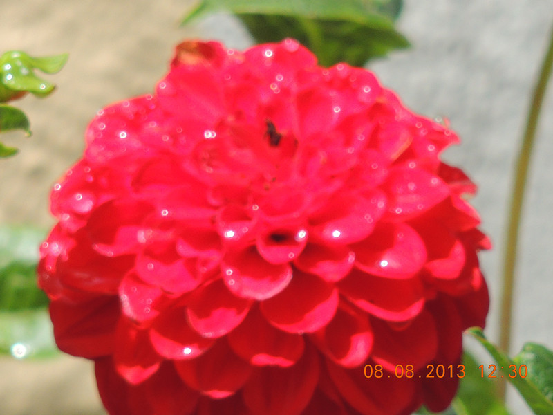 flower 372_.jpg