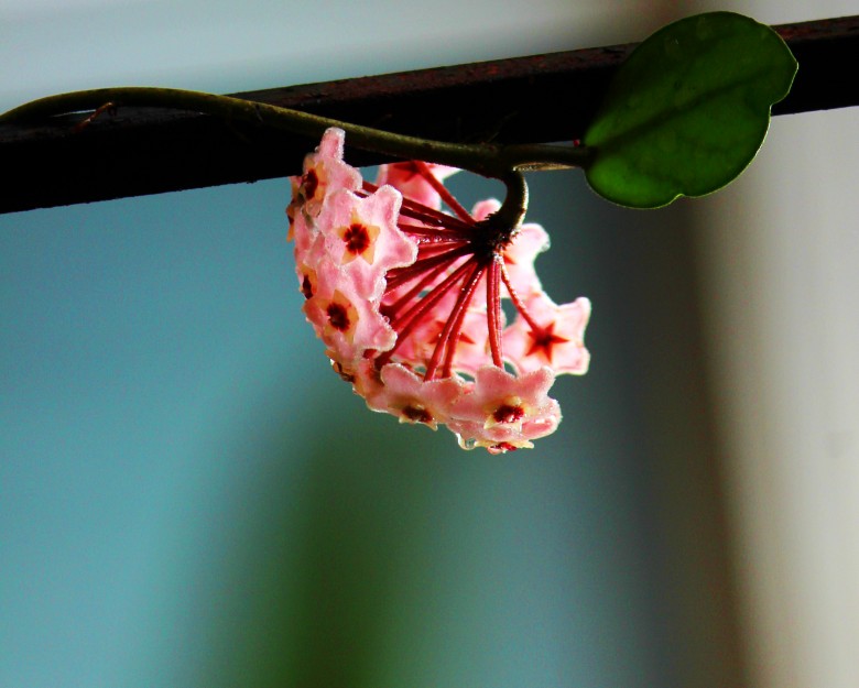 IMG_3510_conew1.jpg