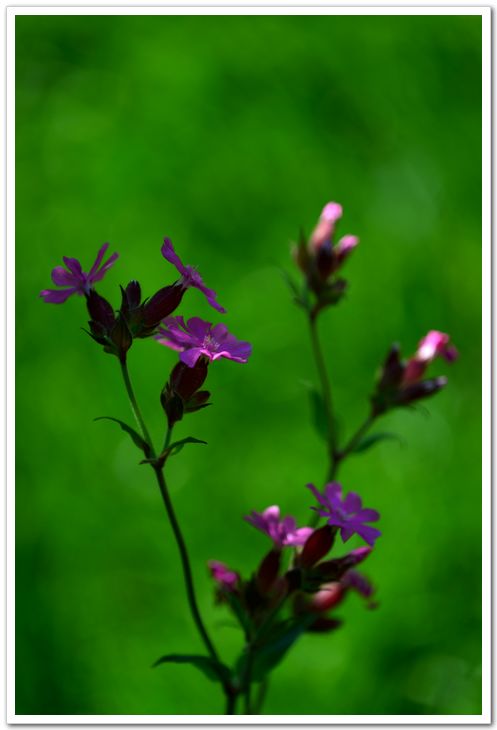 nEO_IMG_DSC_4049.jpg