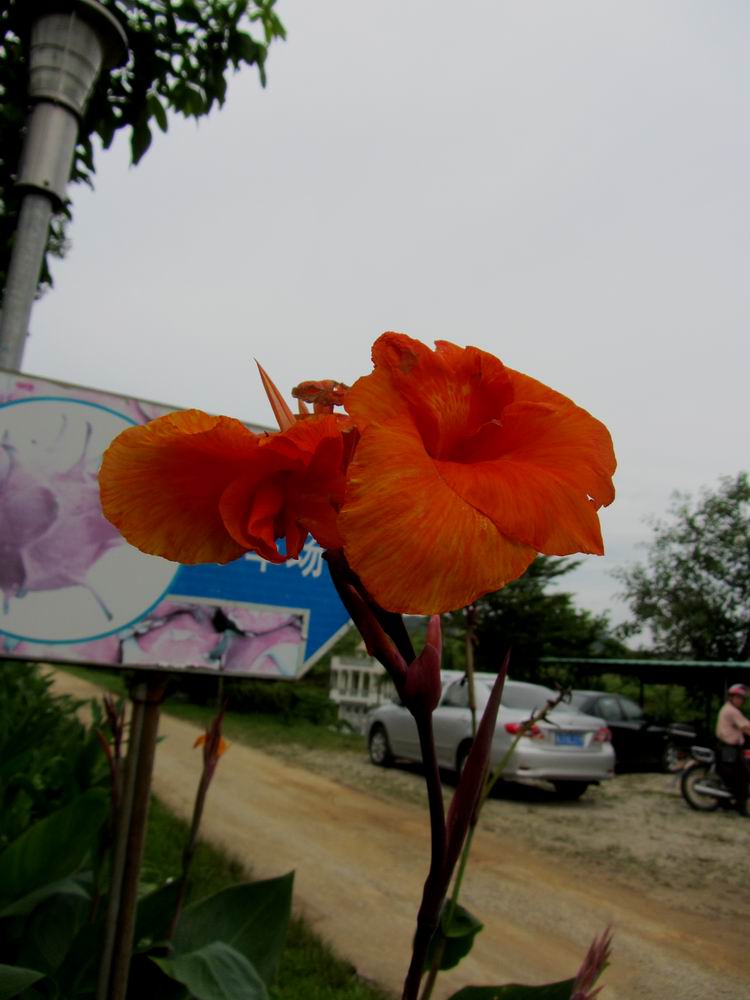IMG_6661.JPG
