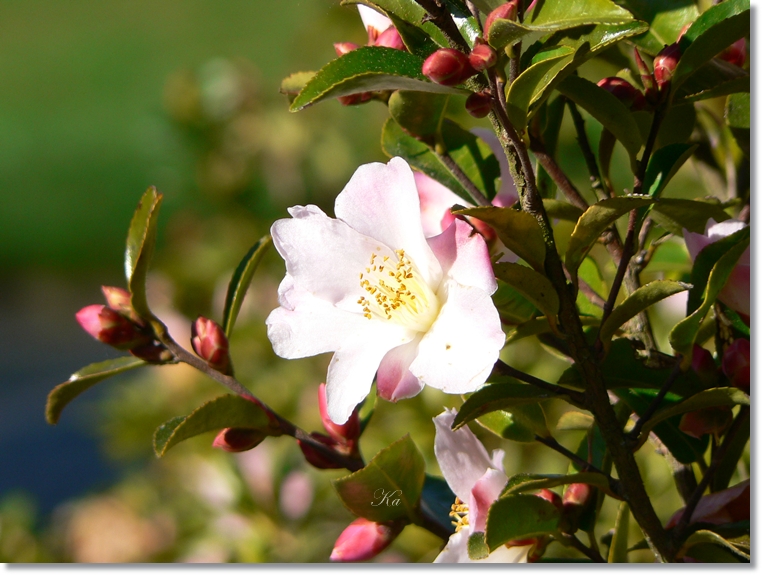 flowers 22-08-13 129.jpg