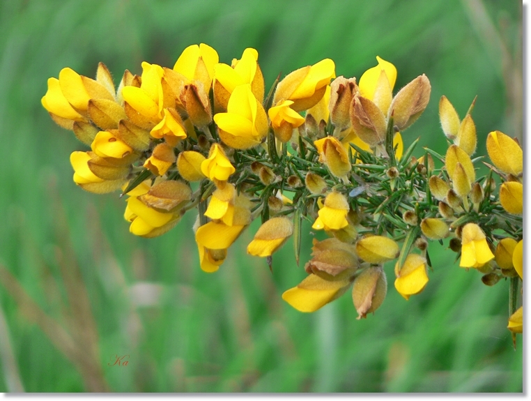 flowers 22-08-13 003.jpg