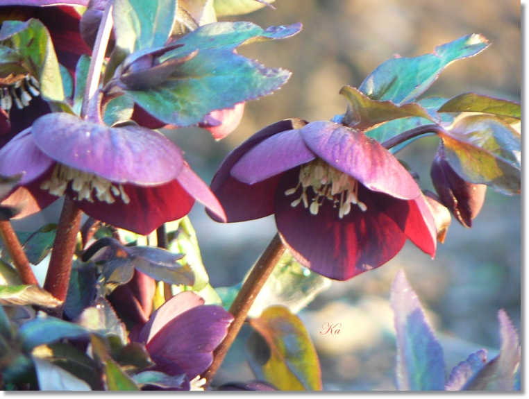 flowers 25-07-13 407.jpg