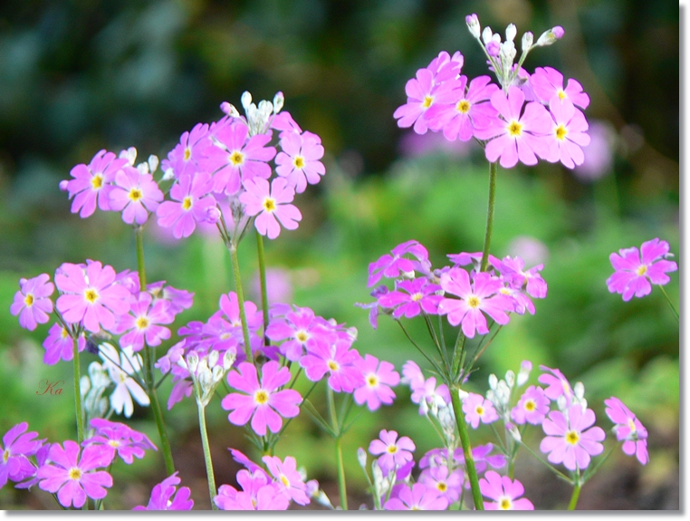 flowers 25-07-13 397.jpg