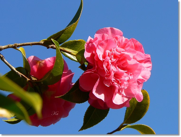 flowers 22-08-13 075.jpg